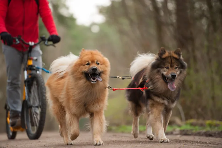 Fietsen met de hond