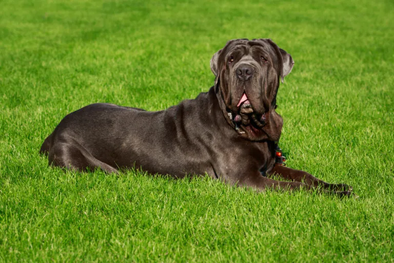 mastino napoletano