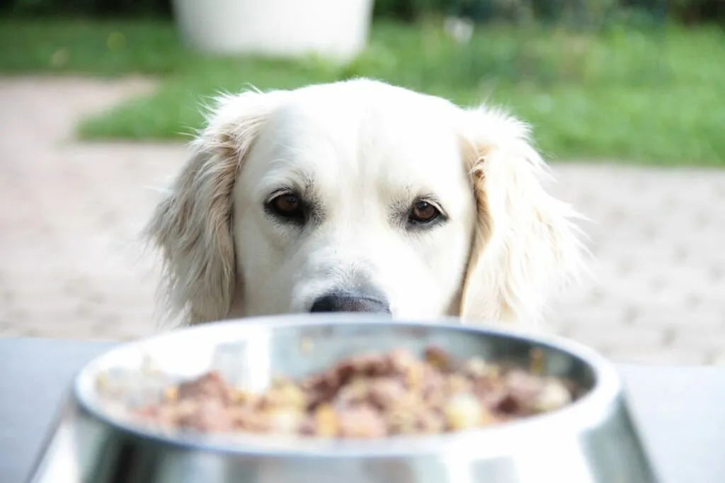 Vai agli alimenti specifici per Golden Retriever