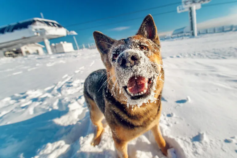 cane sente freddo