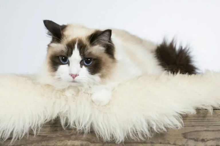 ragdoll