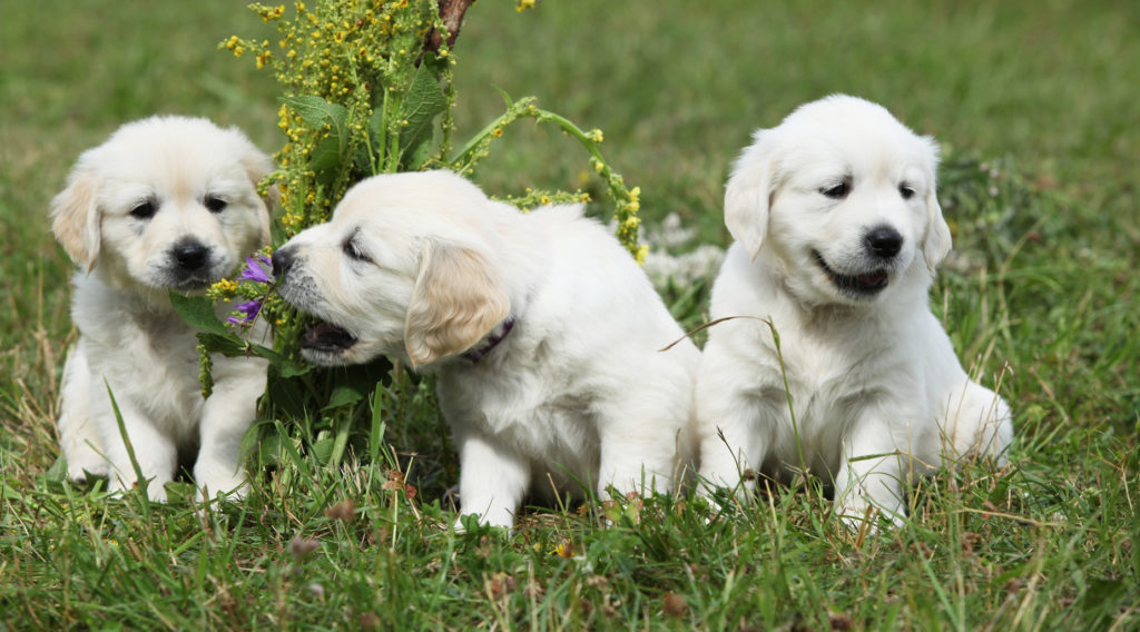 cuccioli golden retriever