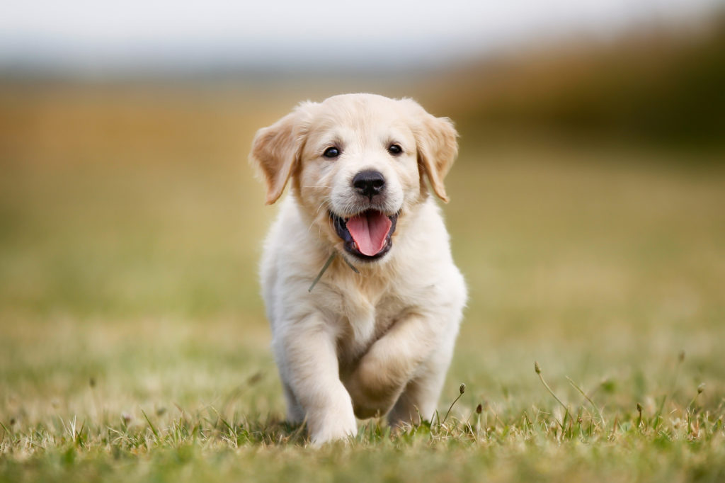 cucciolo golden retriever