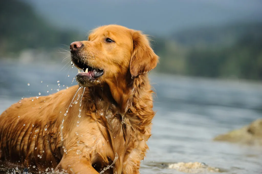 golden retriever in acqua