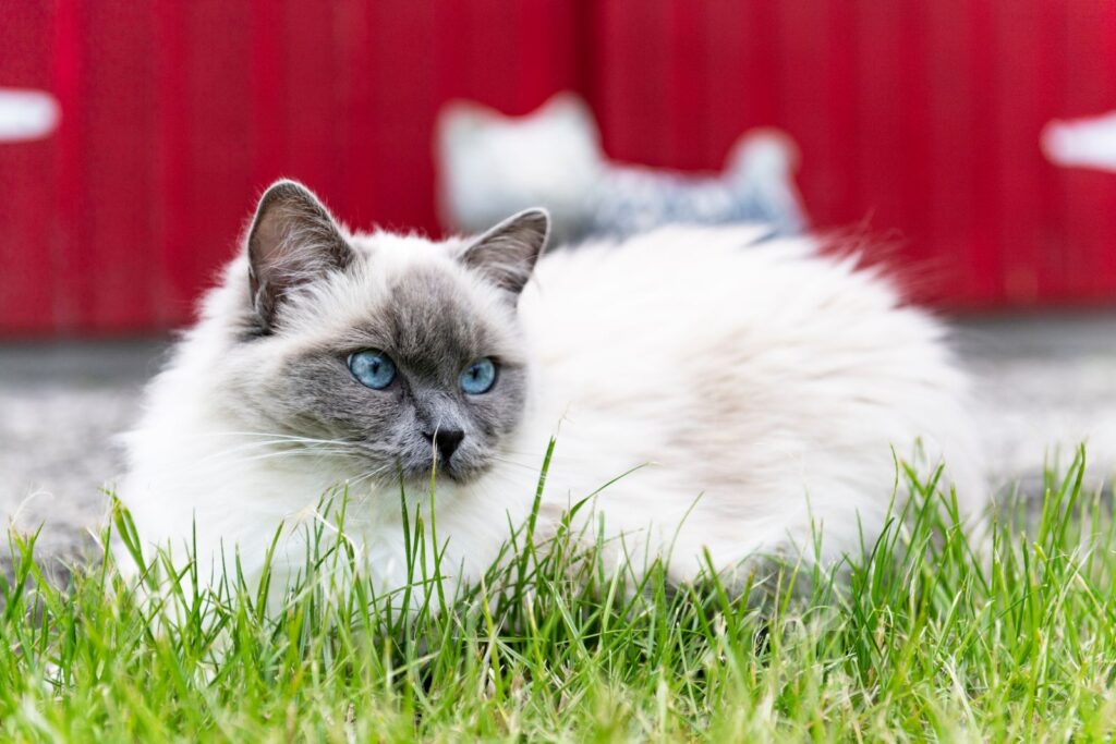 ragdoll occhi azzurri