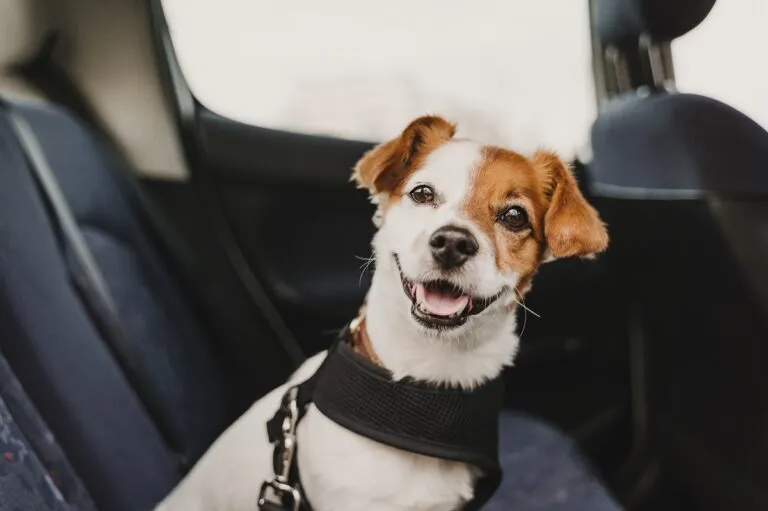 jack russell in auto