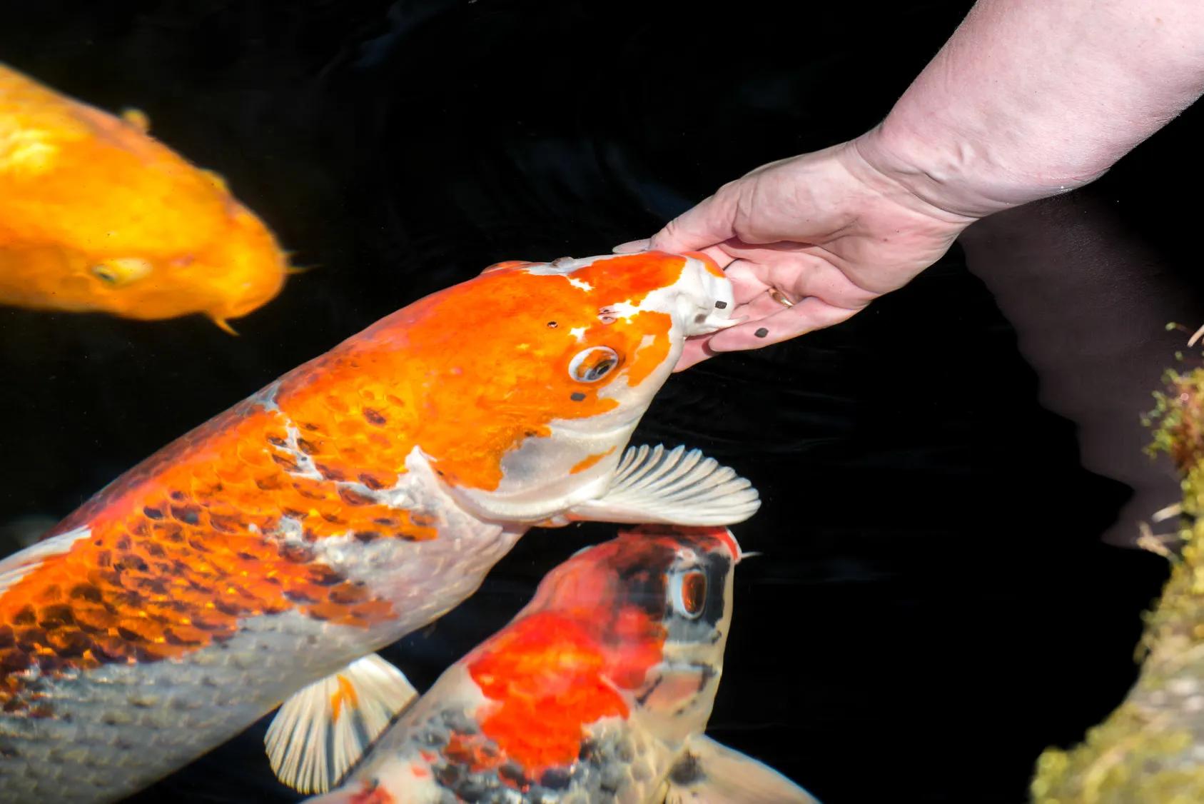 cibo per pesce di laghetto