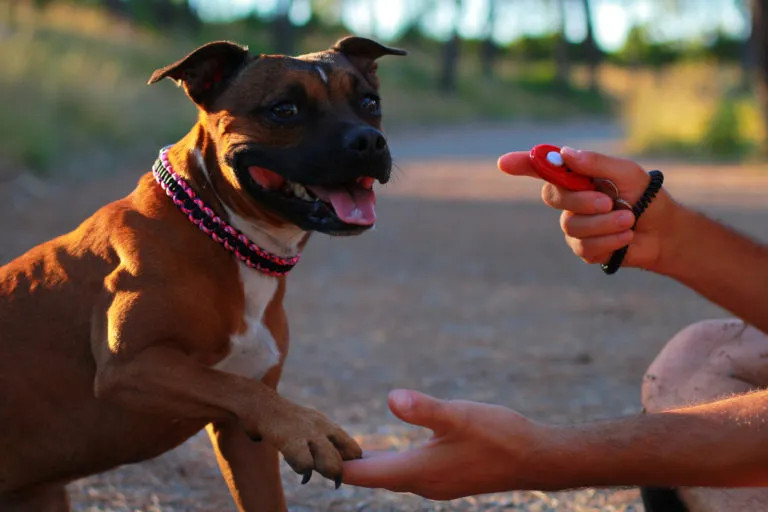 clicker per cani