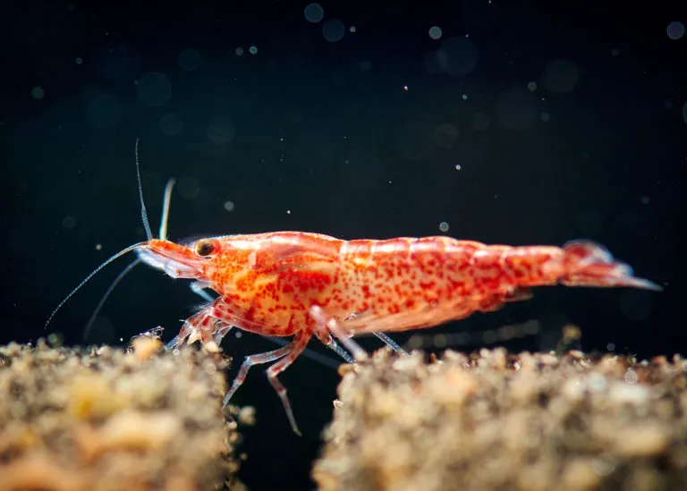 gamberetto d'acquario