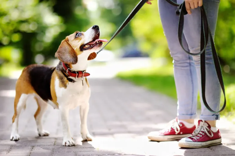 donna che porta a spasso il beagle