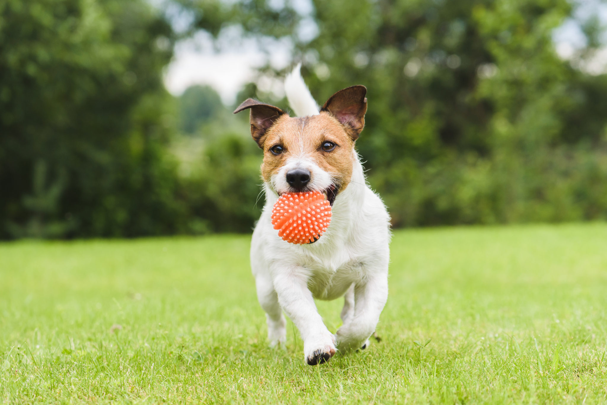 Giocare con il cane: divertimento e nuove conoscenze - zooplus Magazine