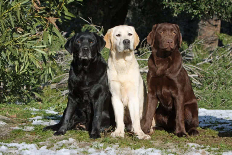 3 colori del Labrador Retriever