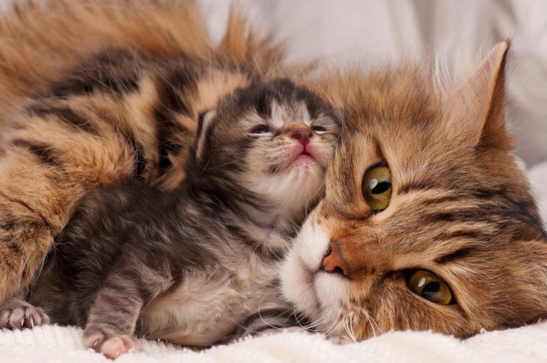 7 modi per dire ti amo al tuo gatto. 🐈❤️‍🔥 #gattini #gatto