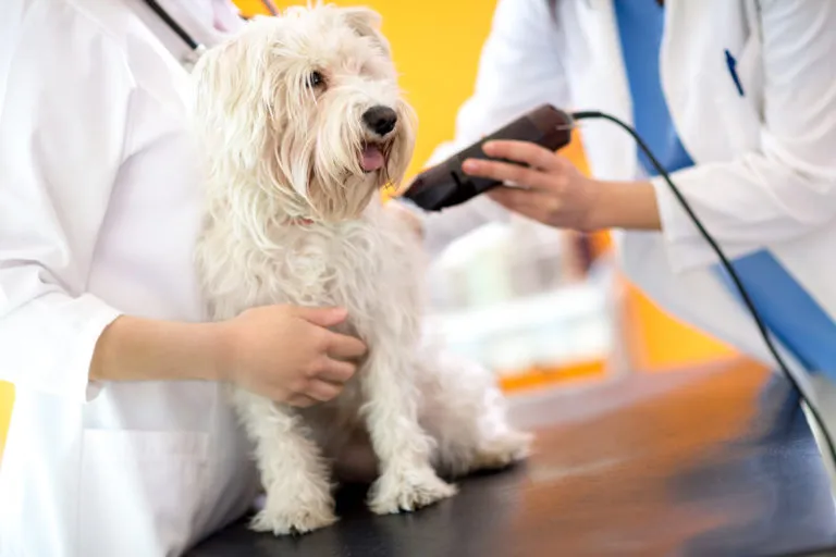 veterinario che tosa il cane