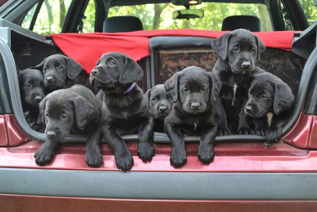 labrador all'interno di auto