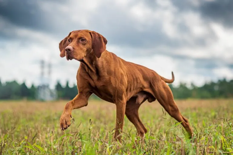 istinto predatorio del cane