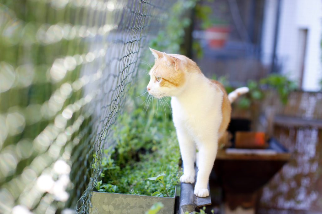 Balcone a prova di gatto: come renderlo sicuro