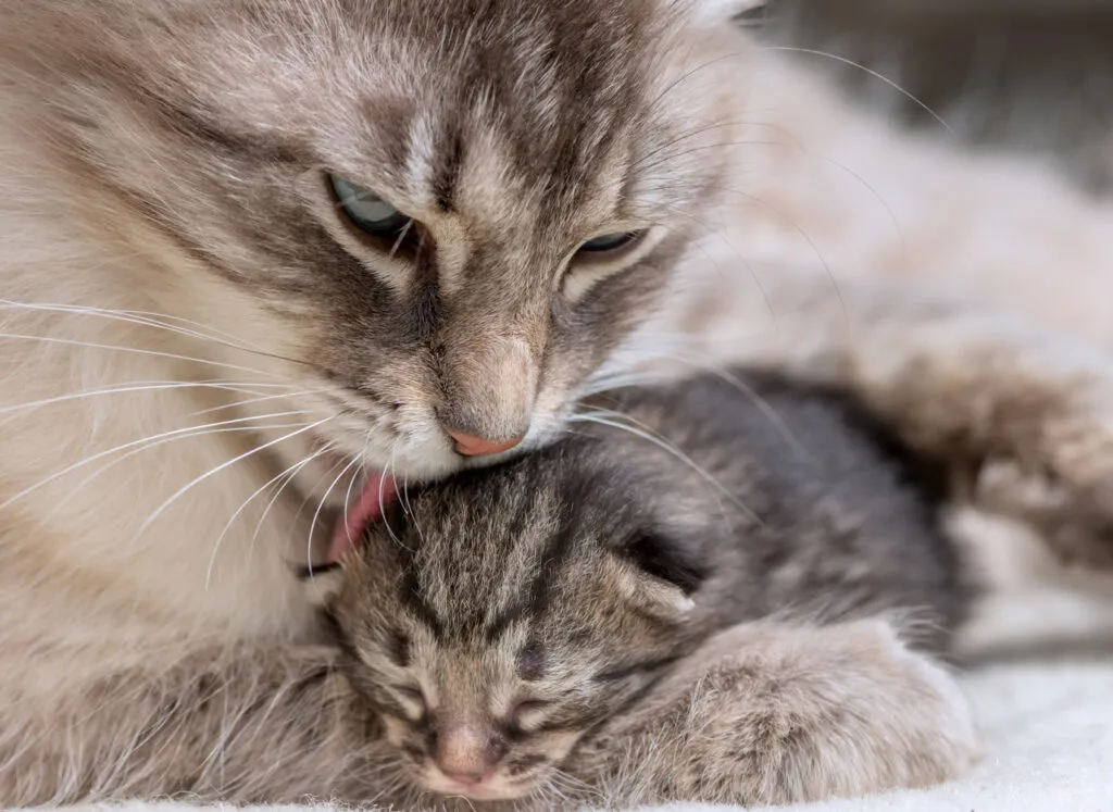 attenzioni dopo la nascita dei gattini