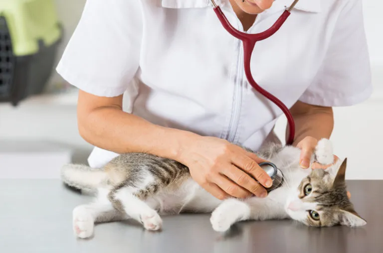 Veterinario che visita un gatto