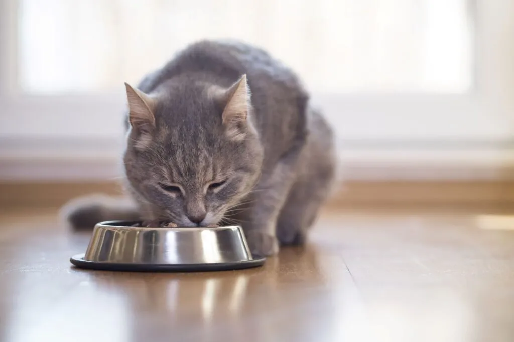 Vai agli alimenti per gatti sterilizzati