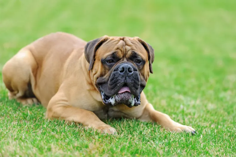 cane di razza English Mastiff