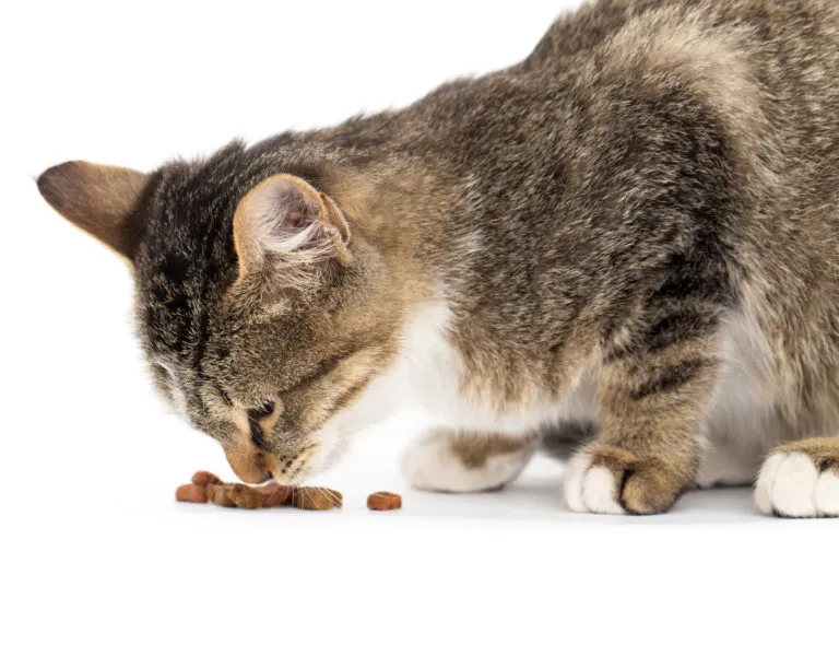 alimentazione gatto anziano