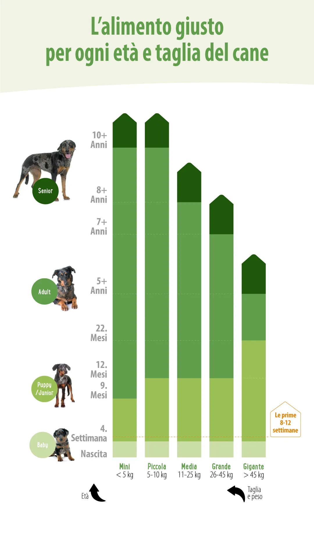 L’alimento giusto per ogni età e taglia del cane