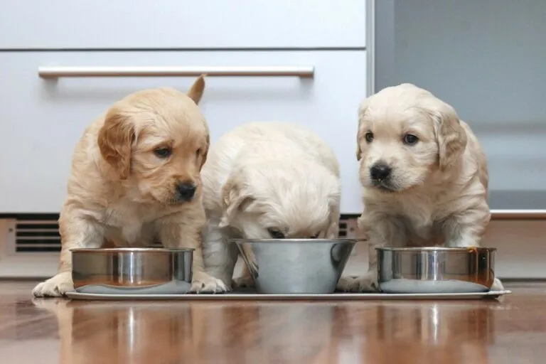 Cibo per cuccioli