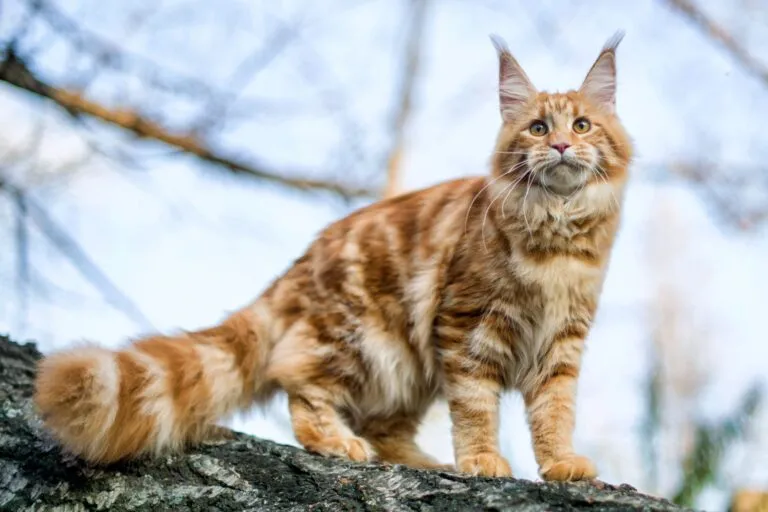 maine coon rosso sul tronco