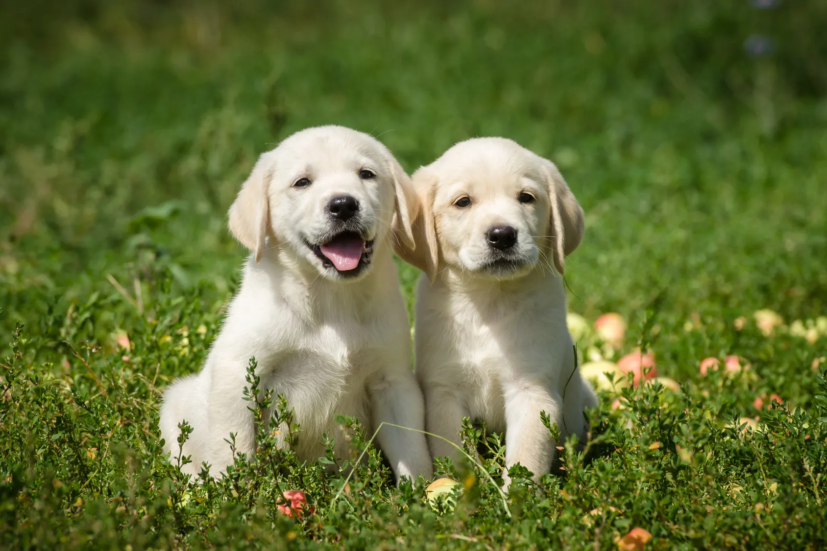 cuccioli di labrador