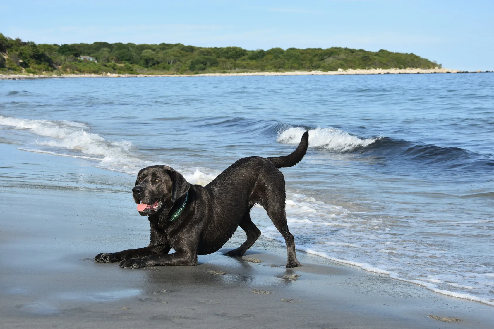 labrador nero in spiaggia