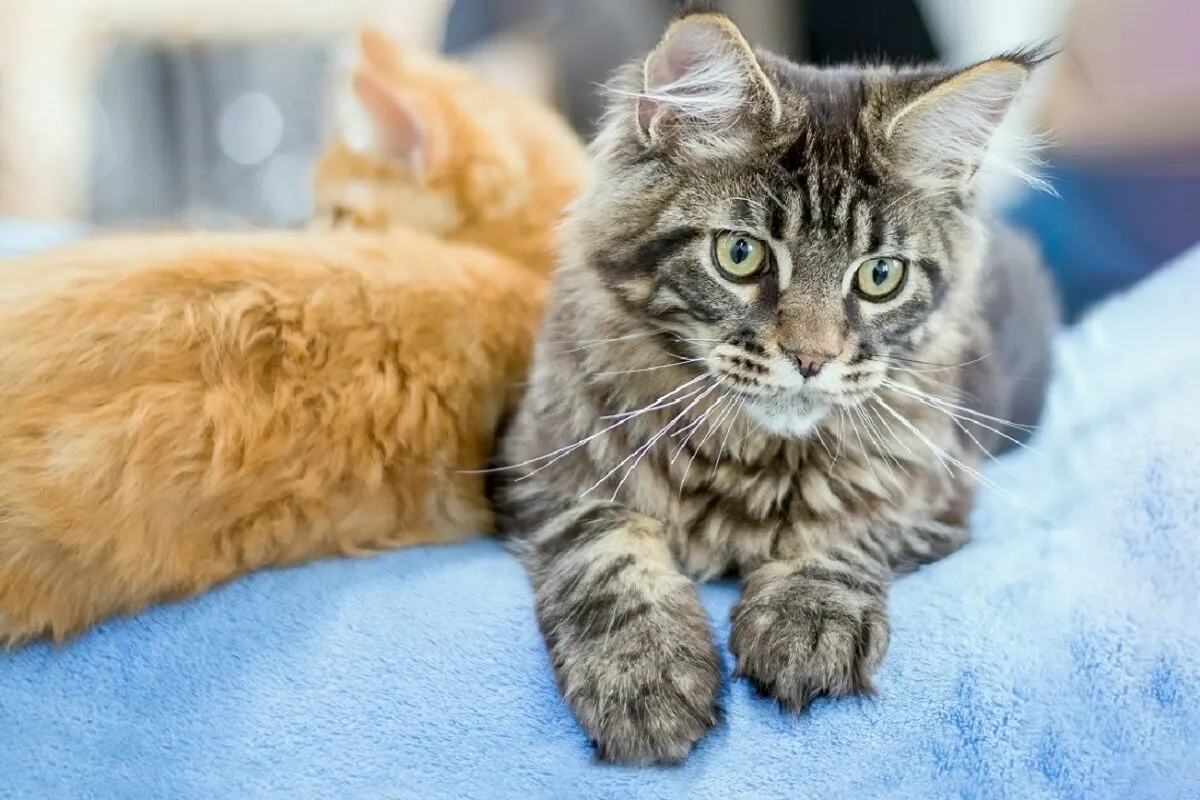 Maine Coon cuccioli