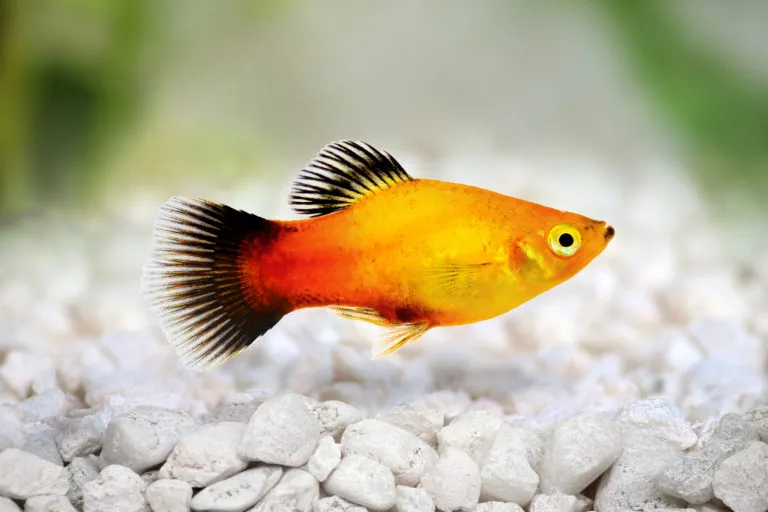 esemplare maschio di pesce Platy