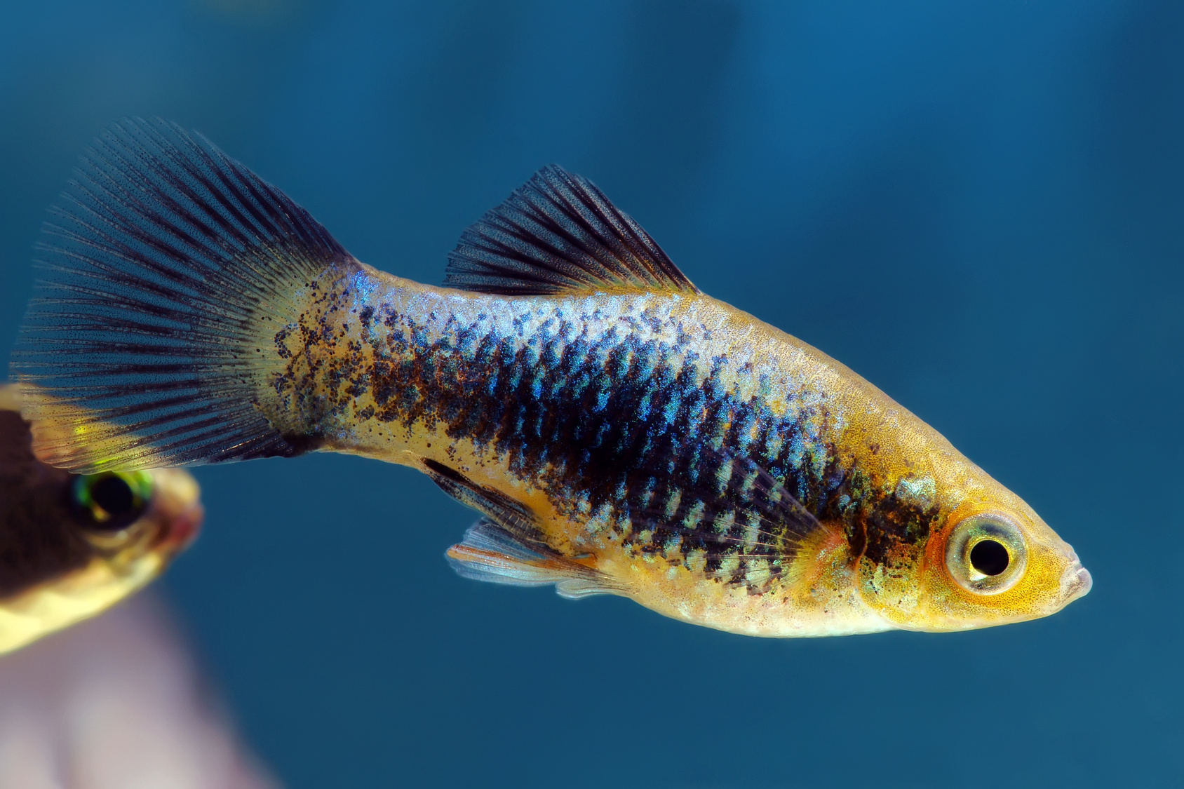 pesce Platy di colore blu
