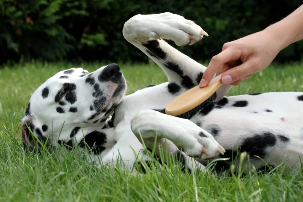 cura pelo del cane