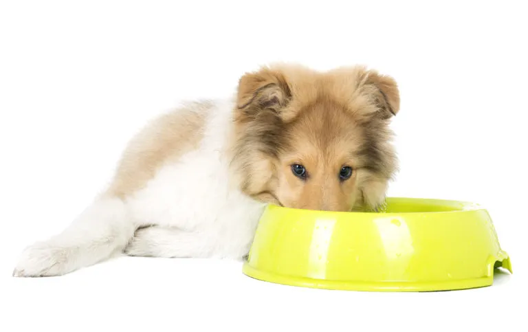 cucciolo di Collie con una ciotola