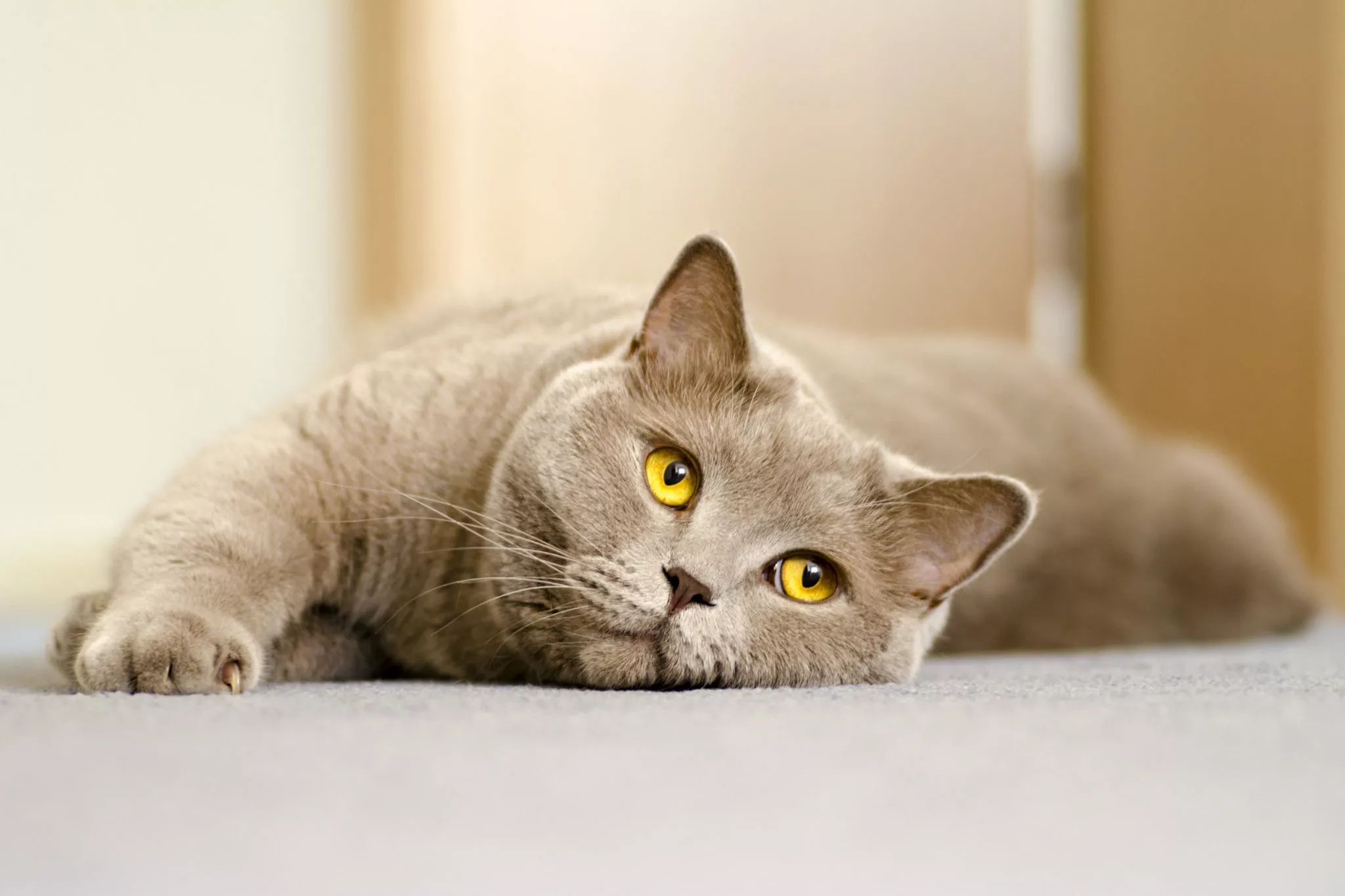 british shorthair futter