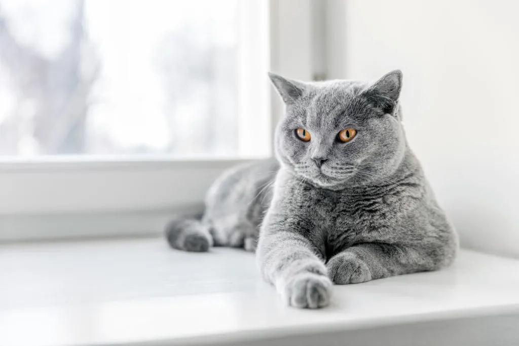 british shorthair sul davanzale