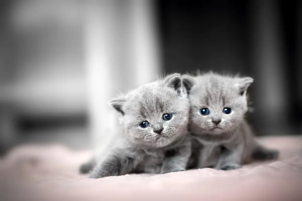 cuccioli british shorthair