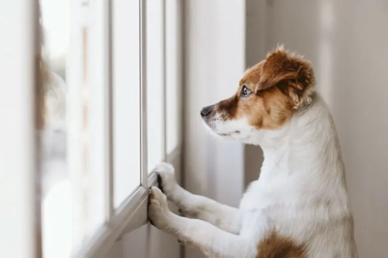 abituare il cucciolo a restare solo