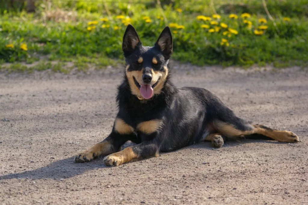 australian kelpie nero focato