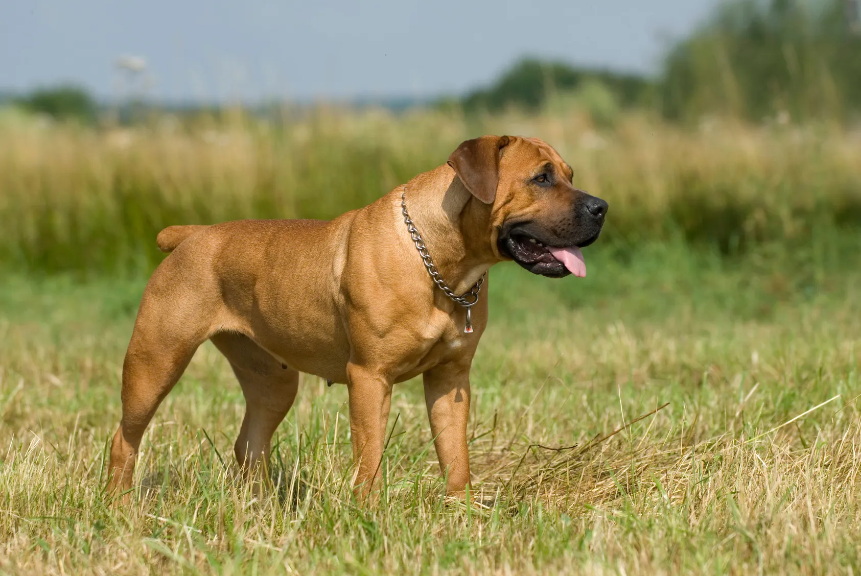 Boerboel