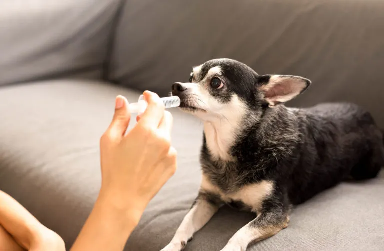 Signora che cura un cane