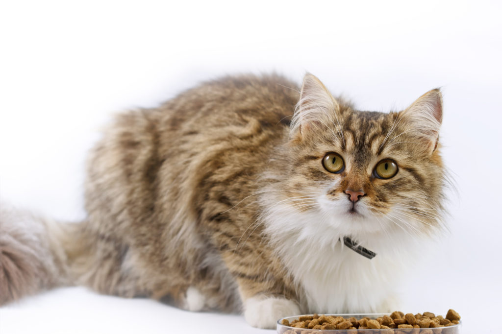 Come Alimentare I Gatti Diabetici Zooplus Magazine