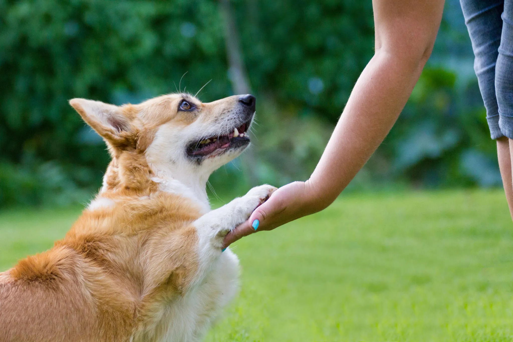 Differenze tra proprietari di cani e proprietari di gatti