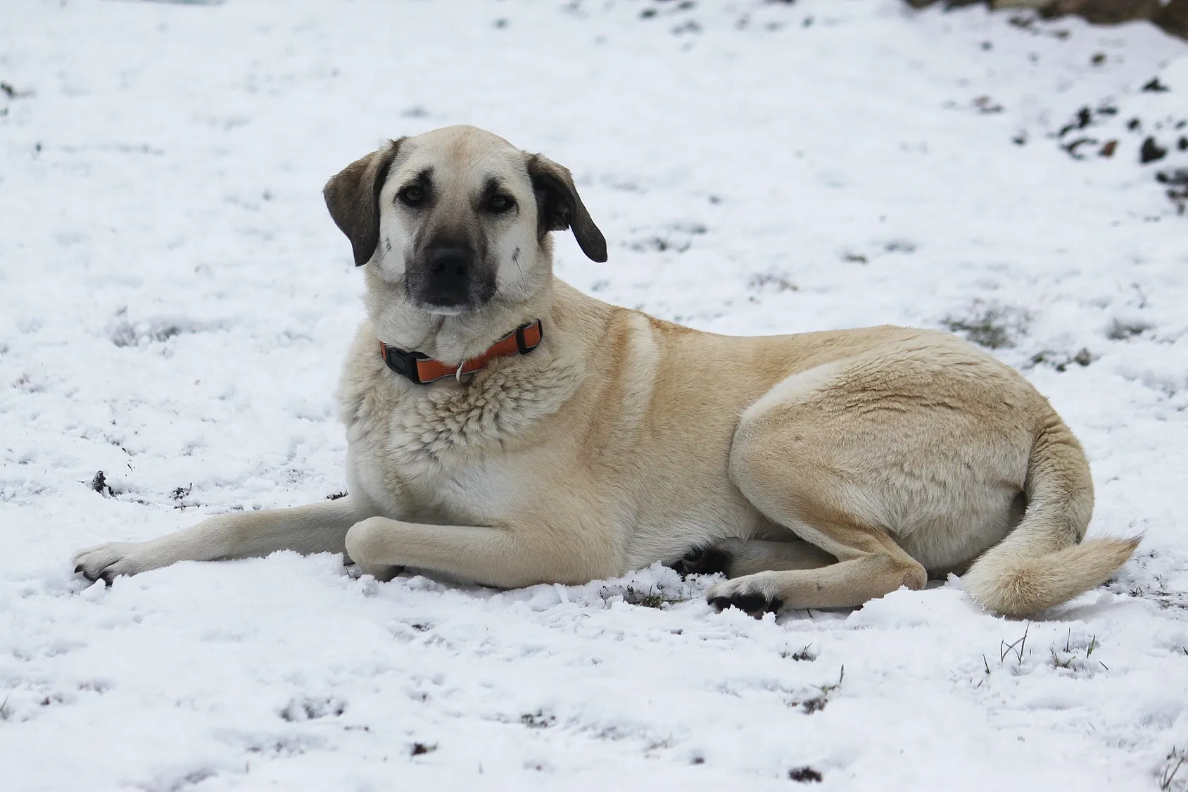 kangal