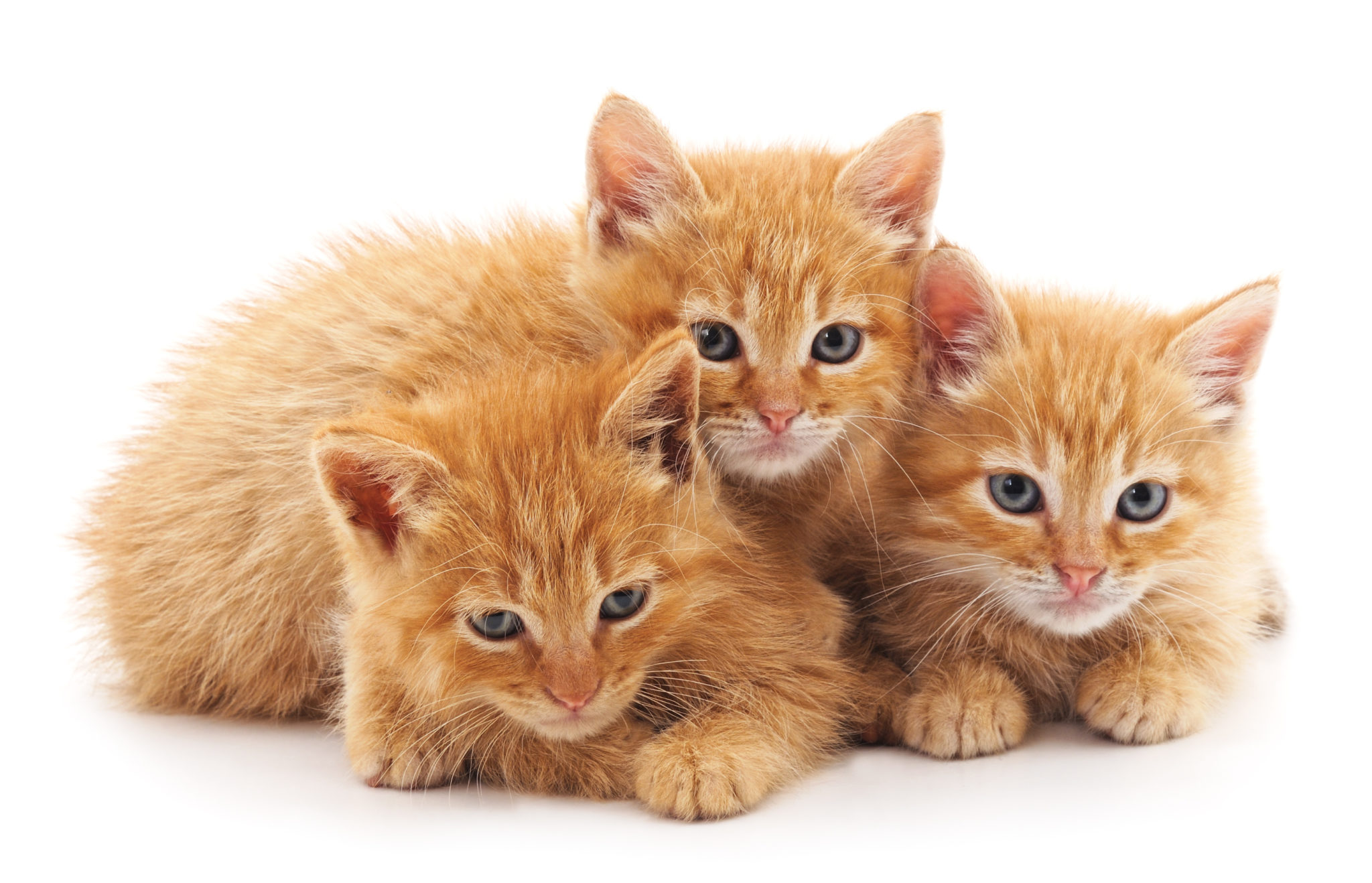 cuccioli di gatto red tabby