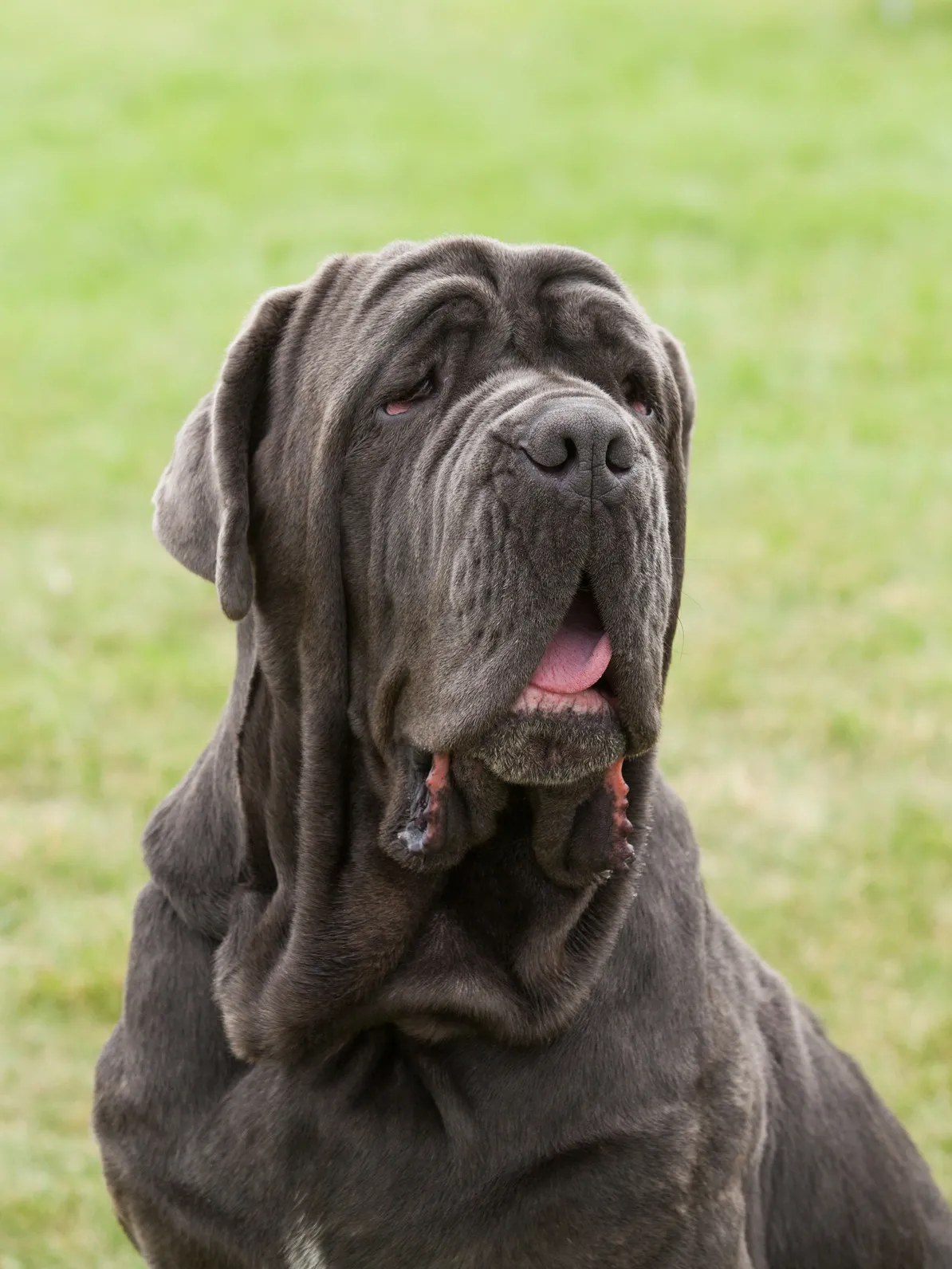 Mastino Napoletano