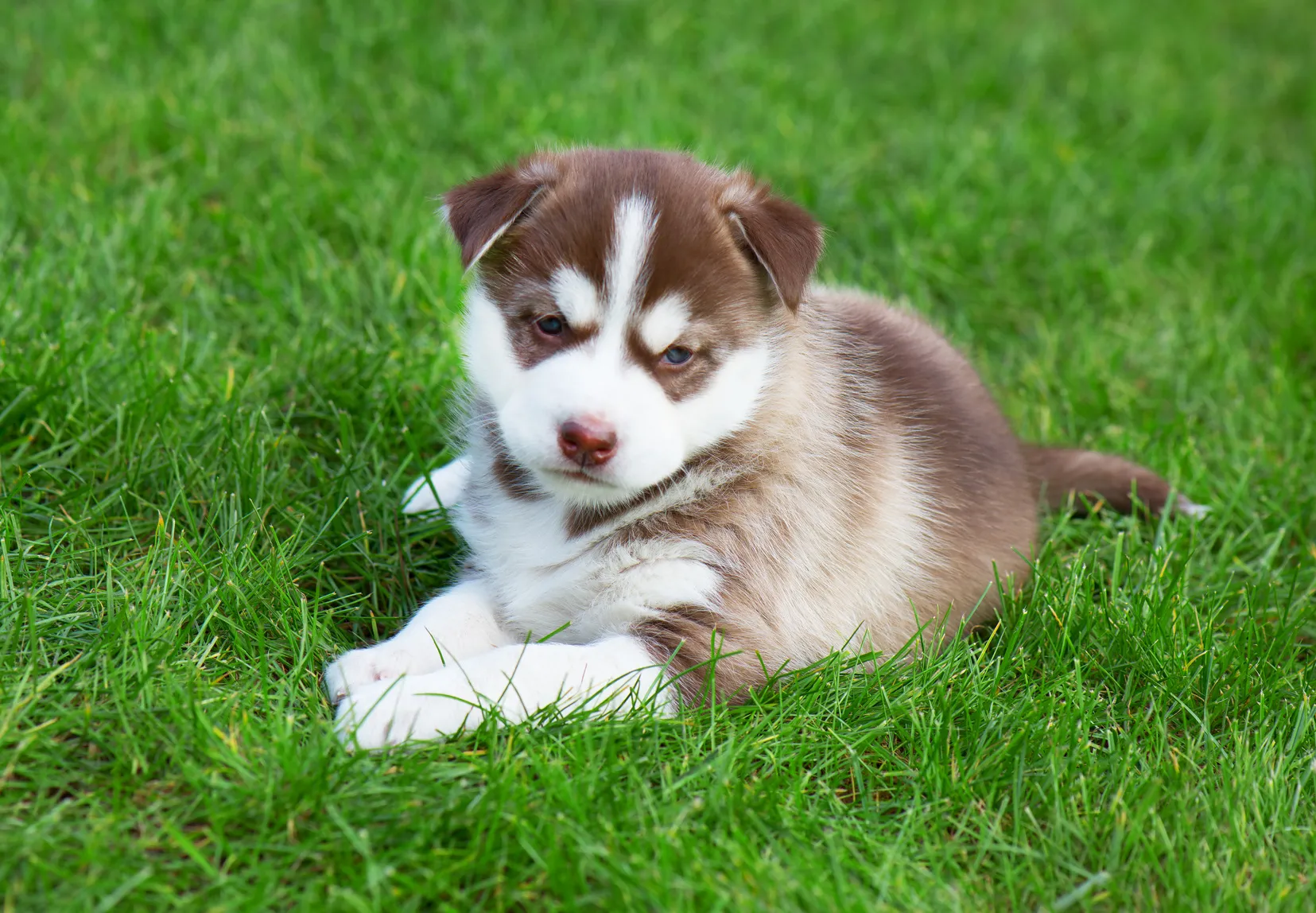 cucciolo di Siberian husky marrone