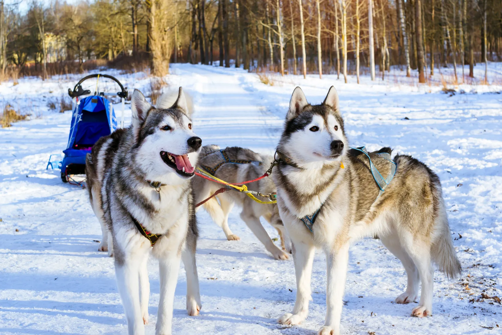 Siberian Husky